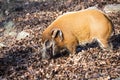 Red river hog, Potamochoerus porcus pictus, is the best representative of pigs Royalty Free Stock Photo