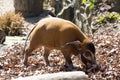 Red river hog, Potamochoerus porcus pictus, is the best representative of pigs Royalty Free Stock Photo