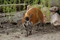 Red river hog Potamochoerus porcus pictus