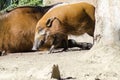 Red River Hog