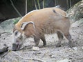 Red river hog : The red river hog or bush pig