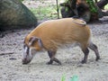 Red river hog : The red river hog or bush pig