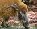 Red River Hog Royalty Free Stock Photo