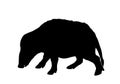 Red river hog vector silhouette illustration isolated on white background. Bush pig silhouette symbol.