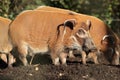 Red river hog.