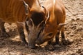 A red river hog with young Royalty Free Stock Photo