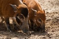 Red river hog with young Royalty Free Stock Photo