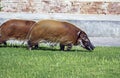 Red river hogs