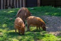 Red River Hogs on Green Grass
