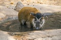 Red river hogs are omnivores and in the wild