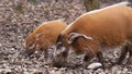 Red river hogs Royalty Free Stock Photo