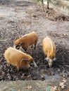 Red river hogs playing in the mud