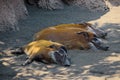 Red river hogs in shadow