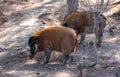 Red river hogs walking on forest glade on sunny day