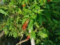 Red rivina humilis coralberry plant.