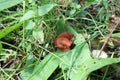 A red roadside slug sits on a fallen leaf in the forest. Another name is Spanish snail. Insects in nature. Royalty Free Stock Photo