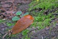 Red roadside slug, Spanish slug hid in the forest on moss. Royalty Free Stock Photo