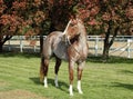 red roan horse Royalty Free Stock Photo