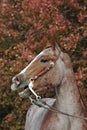 Red roan horse Royalty Free Stock Photo