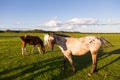 Red roan horse standing at the edge of a large field during a golden hour summer evening Royalty Free Stock Photo