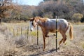 Red roan horse walking through fence