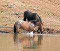 Red Roan mare wild horse reflecting in water while splashing at waterhole in the Pryor Mountains Wild Horse Range in Montana USA
