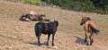 Red Roan mare wild horse rolling in the dirt in the Pryor Mountains Wild Horse Range in Montana USA Royalty Free Stock Photo