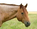 Red Roan Stallion Royalty Free Stock Photo