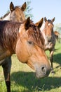 Red roan stallion Royalty Free Stock Photo