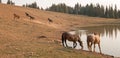 Red Roan Stallion and Bare Mare wild horses at waterhole in the Pryor Mountains Wild Horse Range in Montana USA Royalty Free Stock Photo