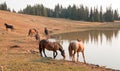 Red Roan Stallion drinking at waterhole with herd of wild horses in the Pryor Mountains Wild Horse Range in Montana USA Royalty Free Stock Photo