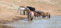 Red Roan stallion drinking at waterhole with herd of wild horses at waterhole in Pryor Mountains Wild Horse Range in Montana USA Royalty Free Stock Photo