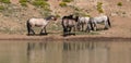 Red Roan Stallion driving his herd of wild horses after drinking at the waterhole in the Pryor Mountains wild horse range in Royalty Free Stock Photo