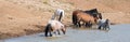 Red Roan stallion rolling in the water with herd of wild horses in the Pryor Mountains Wild Horse Range in Montana USA Royalty Free Stock Photo