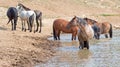 Red Roan stallion in the waterhole with herd of wild horses in the Pryor Mountains Wild Horse Range in Montana USA Royalty Free Stock Photo