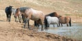 Red Roan stallion in the waterhole with herd of wild horses in the Pryor Mountains Wild Horse Range in Montana USA Royalty Free Stock Photo