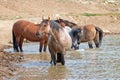 Red Roan stallion in the waterhole with herd of wild horses in the Pryor Mountains Wild Horse Range in Montana USA Royalty Free Stock Photo