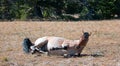 Red Roan Wild Stallion rolling in the dirt in the Pryor Mountain Wild Horse Range in Montana Royalty Free Stock Photo