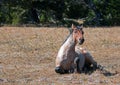 Red Roan Wild Stallion rolling in the dirt in the Pryor Mountain Wild Horse Range in Montana Royalty Free Stock Photo