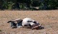 Red Roan Wild Stallion rolling in the dirt in the Pryor Mountain Wild Horse Range in Montana Royalty Free Stock Photo