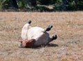 Red Roan Wild Stallion rolling in the dirt in the Pryor Mountain Wild Horse Range in Montana Royalty Free Stock Photo