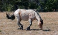 Red Roan Wild Stallion about to roll in the dirt in the Pryor Mountain Wild Horse Range in Montana Royalty Free Stock Photo