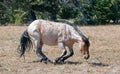 Red Roan Wild Stallion about to roll in the dirt in the Pryor Mountain Wild Horse Range in Montana Royalty Free Stock Photo