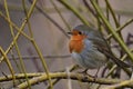 Red robin bird on a branch Royalty Free Stock Photo