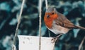 Robin red breast on bird feeder Royalty Free Stock Photo