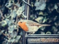 Robin red breast on bird feeder Royalty Free Stock Photo