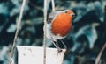 Robin red breast on bird feeder Royalty Free Stock Photo