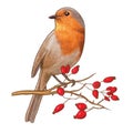 Red robin on a branch, against a white background Royalty Free Stock Photo