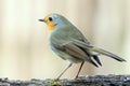 Red robin on a branch. Royalty Free Stock Photo