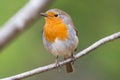 Red robin on a branch very close and detailed Royalty Free Stock Photo